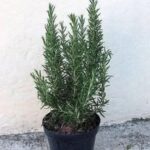 Estas son las propiedades y los beneficios del romero