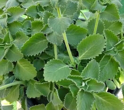 Orégano Orejón para la Vista: El Remedio Natural que Tus Ojos Agradecerán 🌿