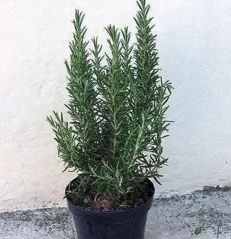 El Poder Secreto del Romero: Más que un Condimento, un Tesoro Natural para tu Salud 🌿