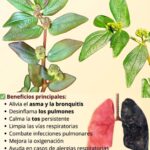 Euphorbia hirta: La Planta Tradicional que Apoya la Salud Respiratoria