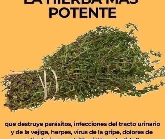 Nada de broma: esto sucede si tomas infusión de tomillo