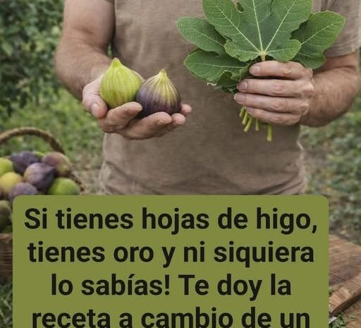 La savia de higo: el elixir oculto de la naturaleza