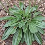 Llantén de hoja ancha (Plantago major): una planta común, pero poderosa