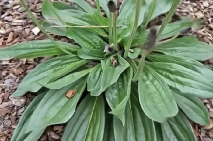 Llantén de hoja ancha (Plantago major): una planta común, pero poderosa