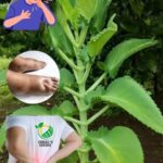 Hoy te explicamos cómo preparar el KALANCHOE y cuáles son sus propiedades medicinales