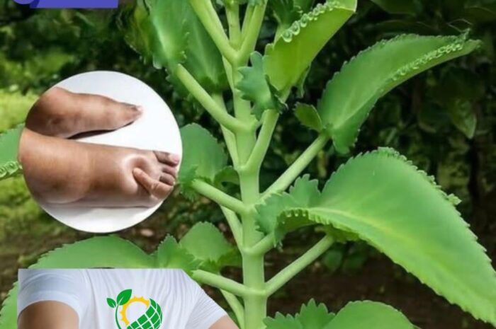 Hoy te explicamos cómo preparar el KALANCHOE y cuáles son sus propiedades medicinales